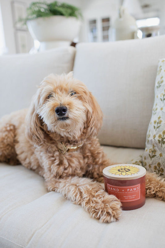 Sand + Paws Apple Spice 12 oz scented candle