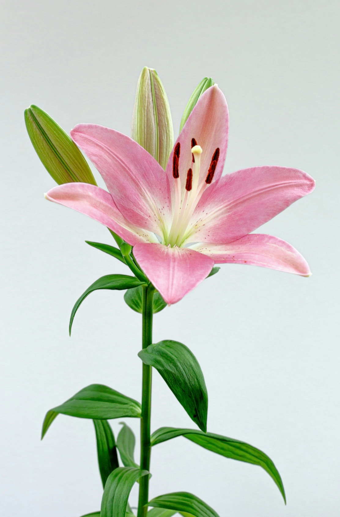 Peony & Lily 100 ml Eau de Toilette