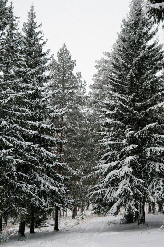 Winter Pine 12 oz scented candle