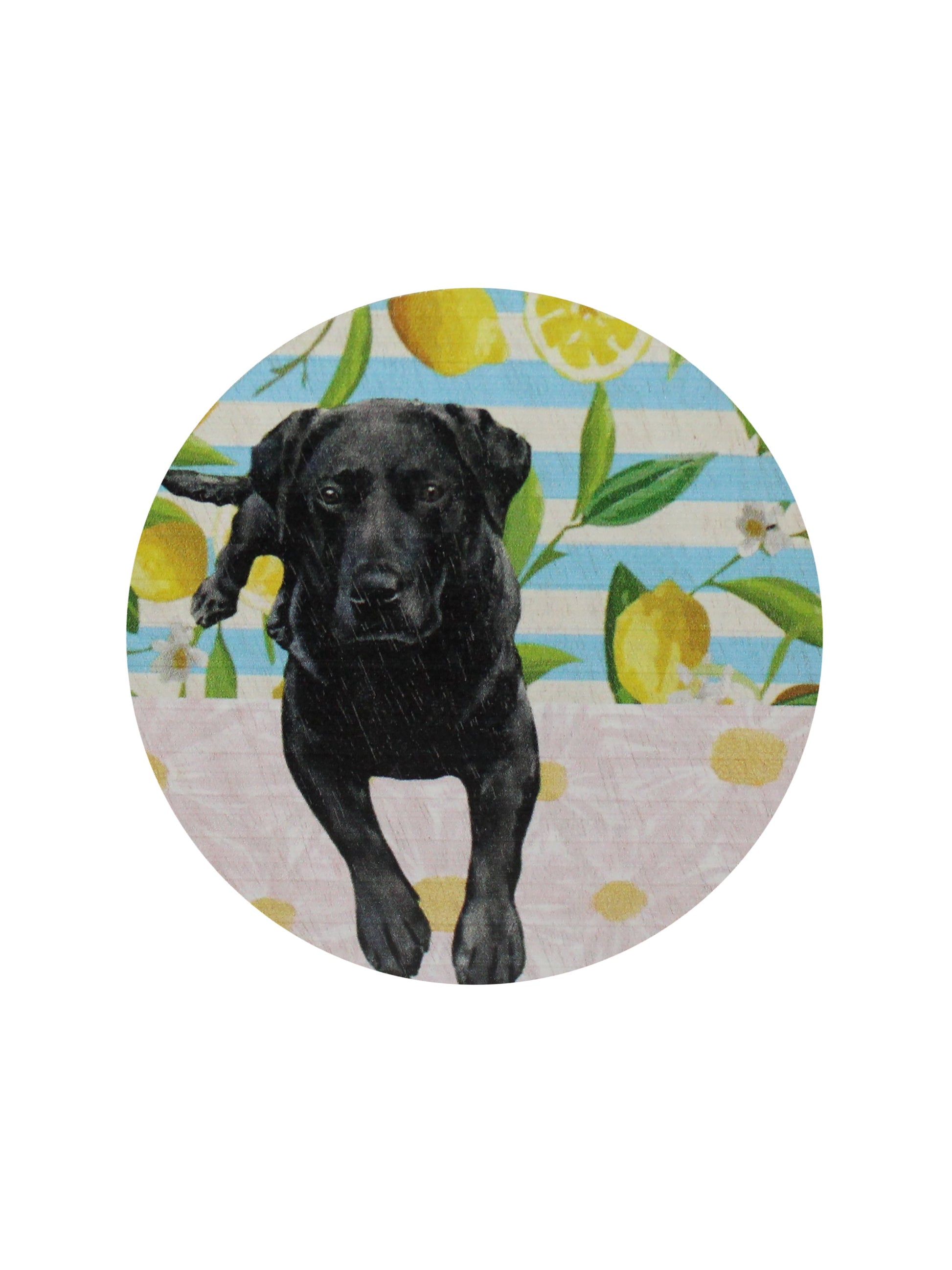 Sand + Paws Tropical Citrus 12 oz scented candle