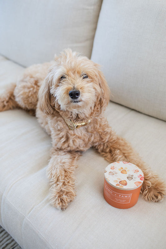 Sand + Paws Pumpkin & Vanilla 12 oz scented candle