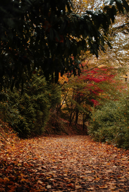 Sand + Paws Falling Leaves 12 oz scented candle