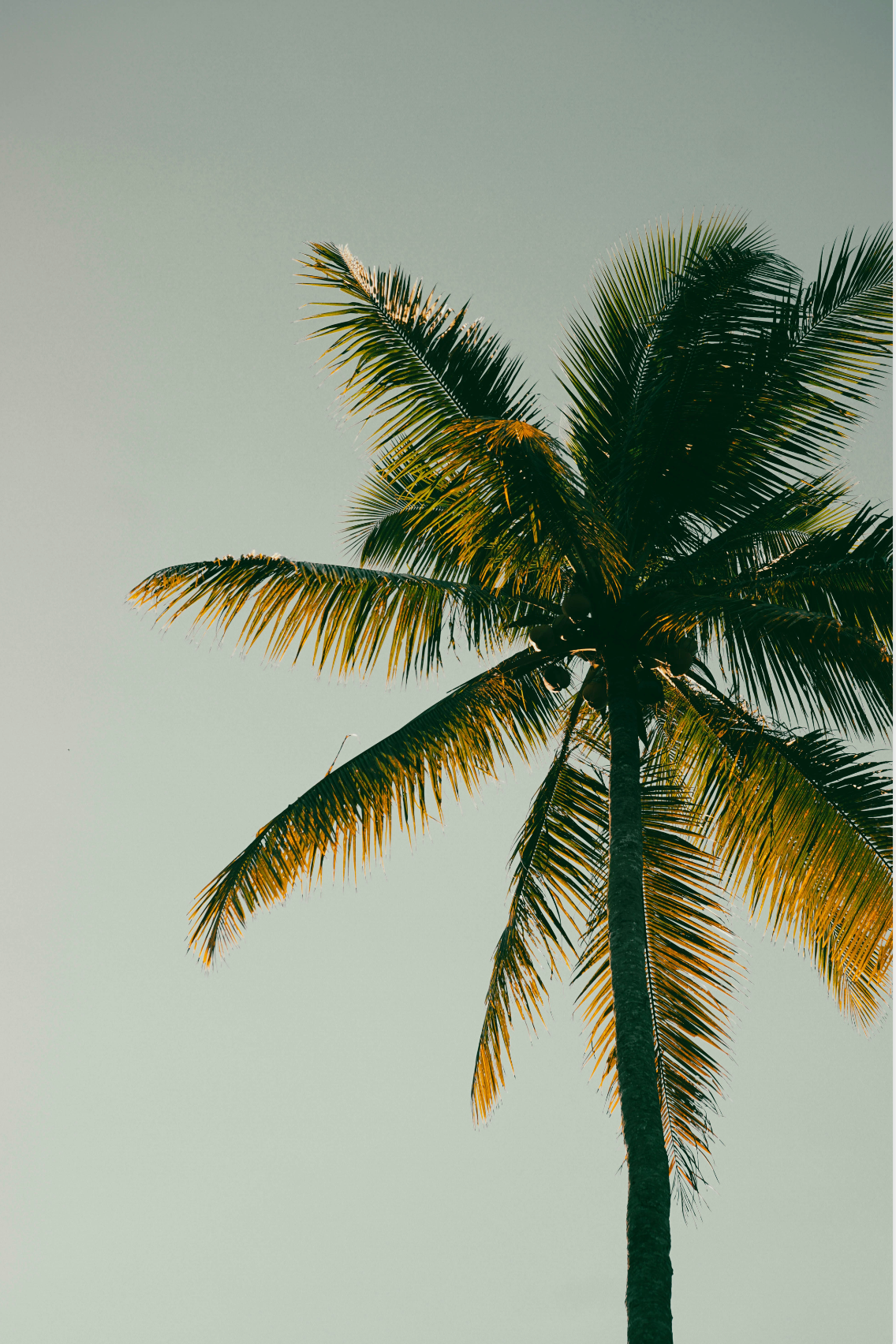 Coconut & Palm 12 oz scented candle