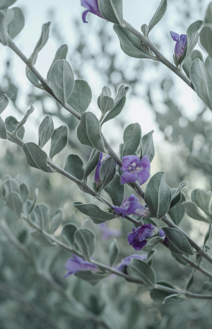 Eucalyptus & Lavender 100 ml Reed Diffuser