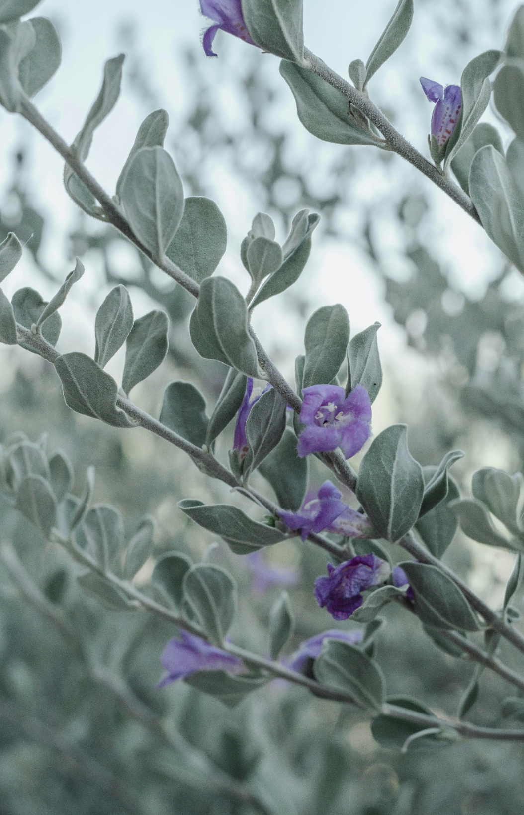 Eucalyptus & Lavender 11 oz scented candle