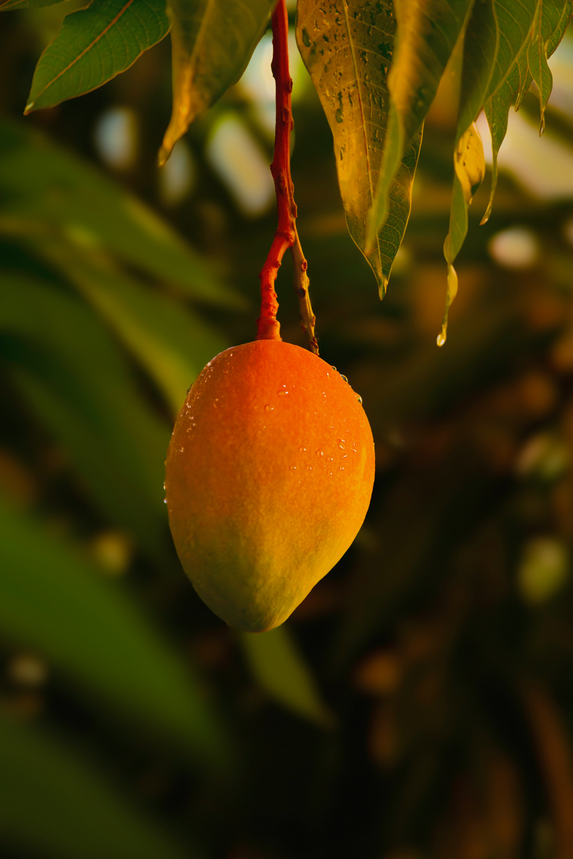 Guava Mango 12.7 oz Body Scrub