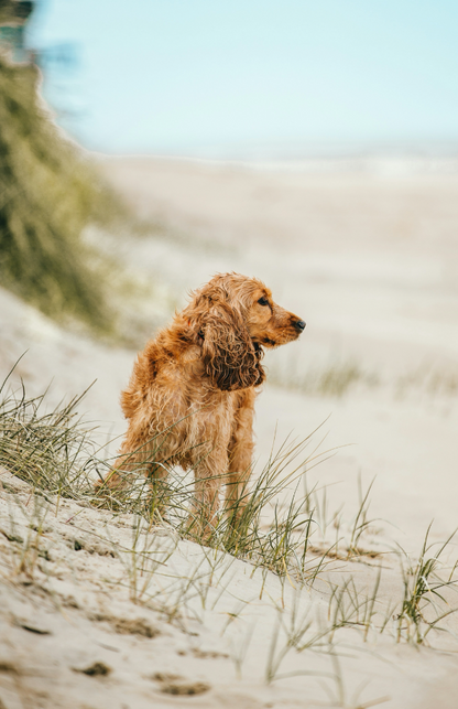 Sand + Paws Sun-n-Fun 12 oz scented candle