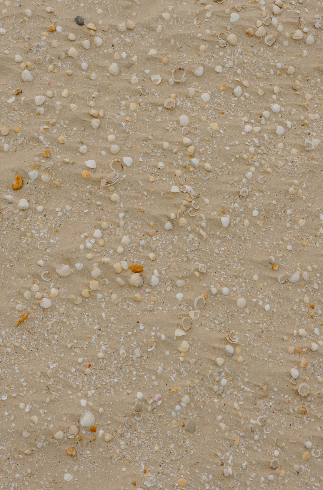 Sand + Paws Ocean & Sea Salt 12 oz scented candle