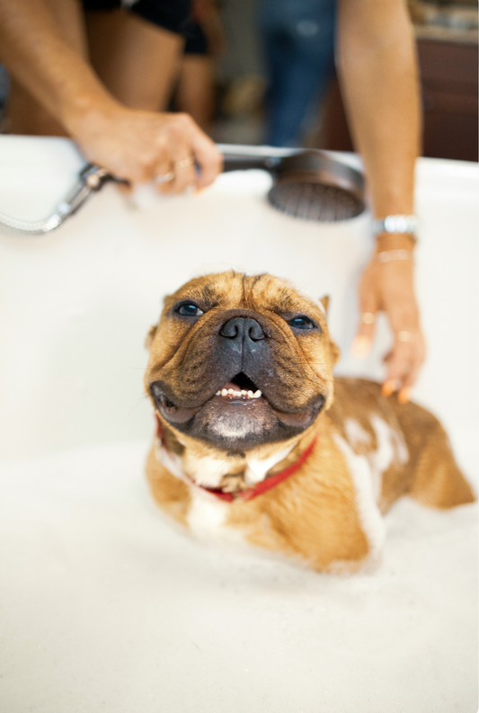 Sand + Paws Pet Shampoo & Conditioner - California Beach House