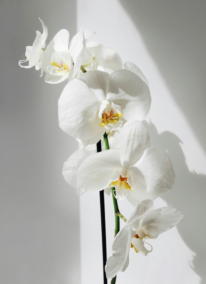 Vanilla Orchid 16.9 oz Whipped Body Butter