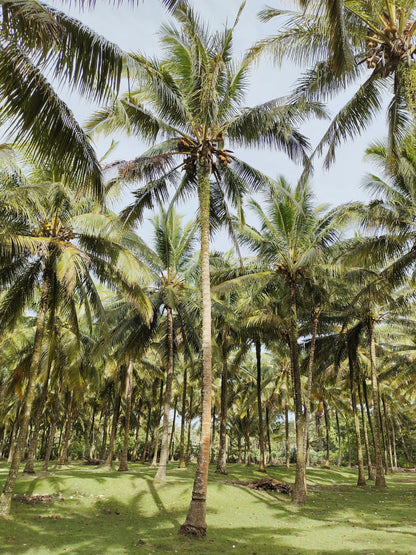 Balinese Coconut 106 ml Shimmer Hair & Body Perfume