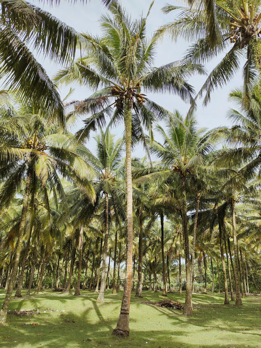 Balinese Coconut Body Lotion