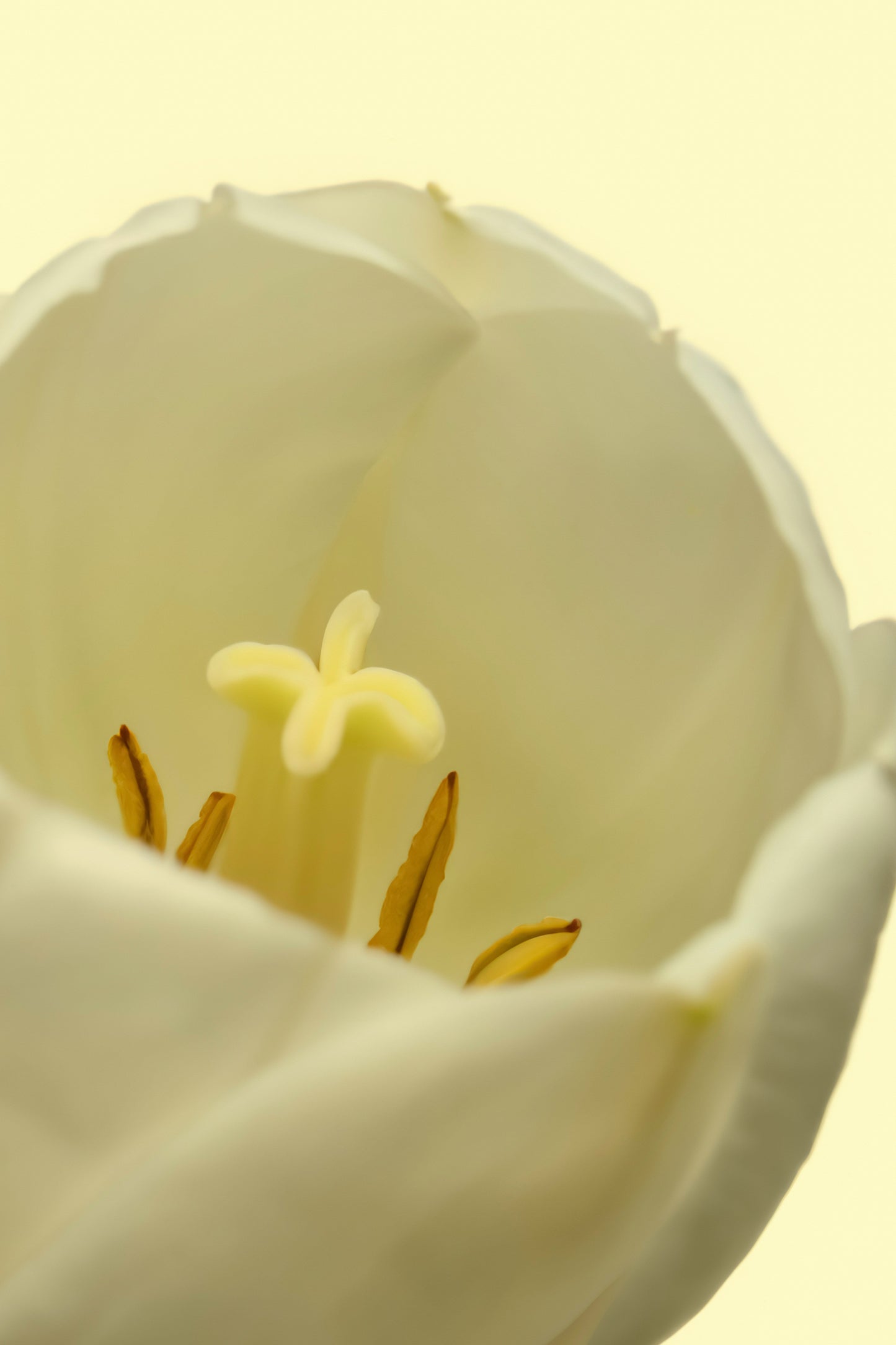 White Tulip 50ml Perfume Oil Rollerball