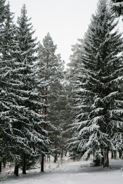 Winter Pine 12 oz scented candle